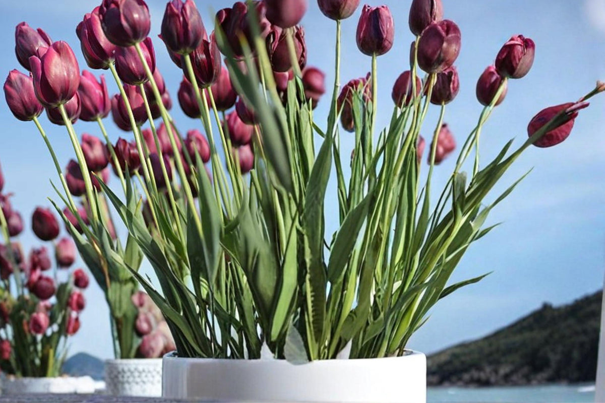 Brittney's New Girl Tulip Bulbs – Pastel Spring Flowering Tulipa Perennial Bulb for Garden Beds & Containers