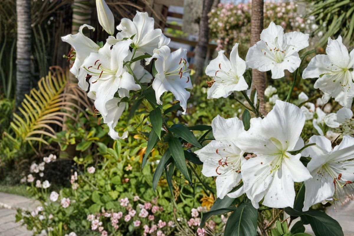 Riverdale White Asiatic Lily Bulbs – Lilium, 5 Bulbs, White Flowers, Perennial Garden Bulb for Borders & Cut Flowers