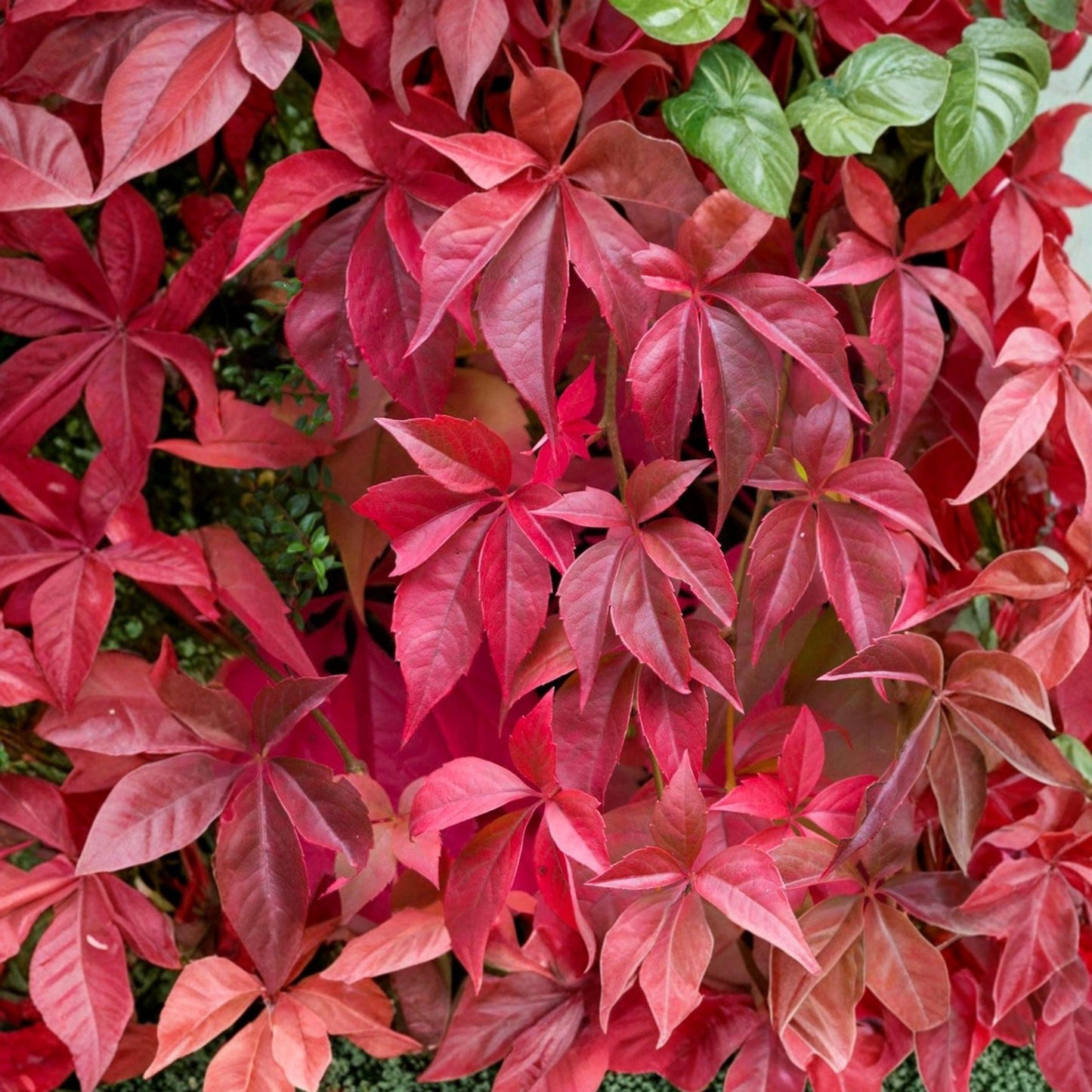Virginia Creeper Seeds, Parthenocissus quinquefolia Climbing Vine, Fall Foliage, Wall Cover, Groundcover, Deciduous Plant