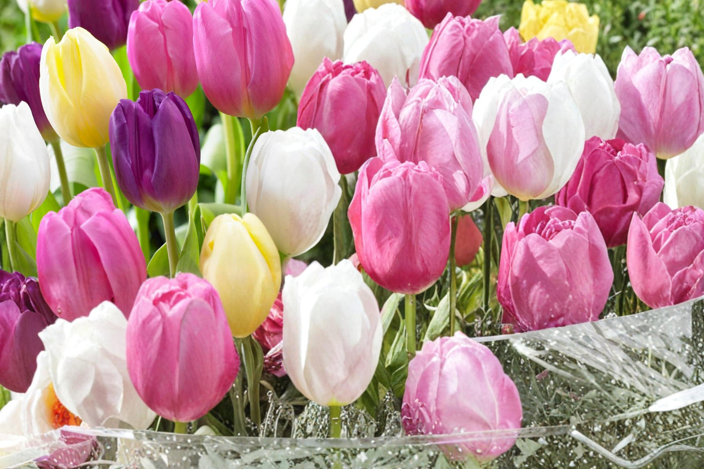Pastel Mix Tulip Bulbs – Tulipa, Spring Flowering, Soft Pastel Colors, Garden & Container Bulbs, 20 Bulbs