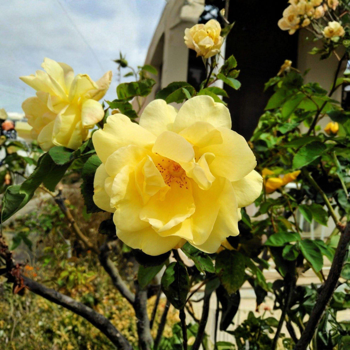 Rosa xanthina Seeds – Yellow Manchu Rose, Ornamental Shrub, Deciduous Plant, Full Sun, Well-Drained Soil, 10 Seeds