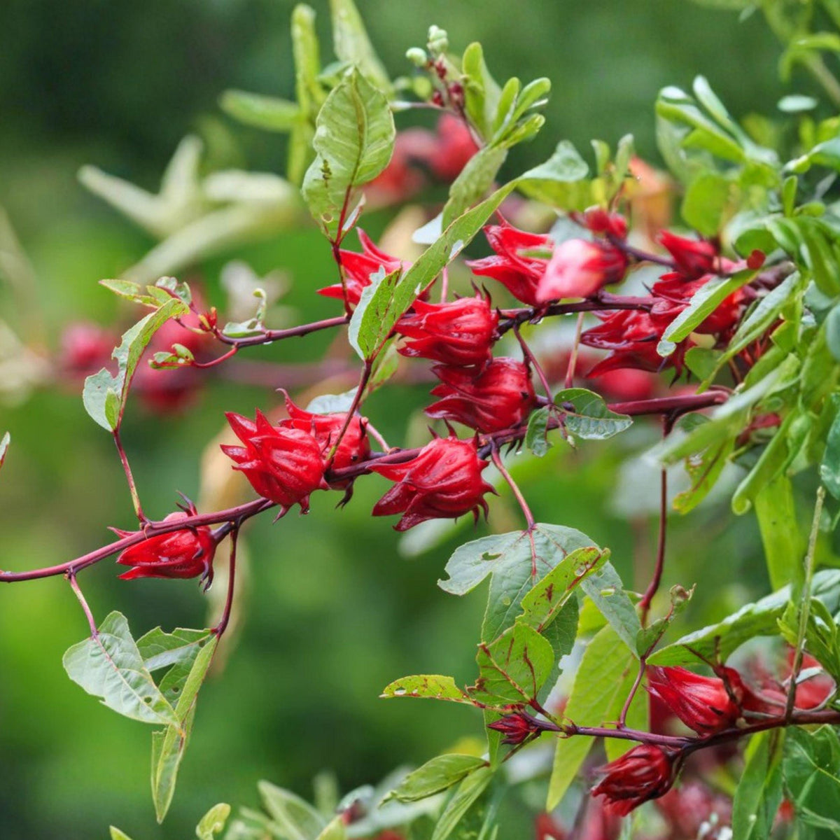 Roselle Seeds Hibiscus sabdariffa Edible Calyces & Leaves for Tea Culinary Use Pack of 10