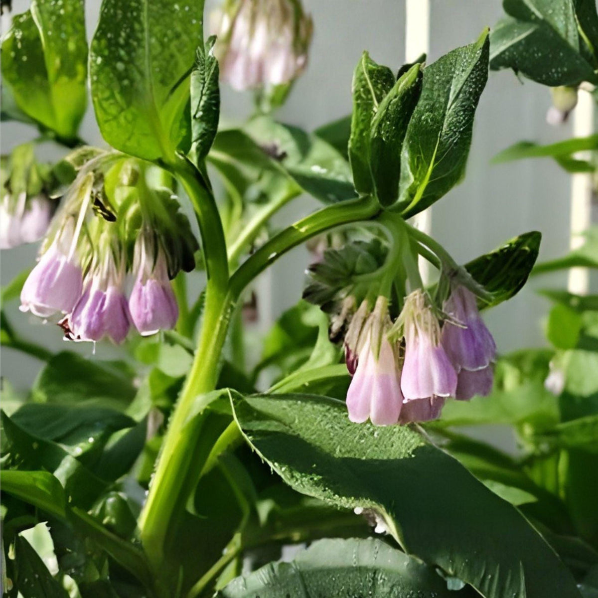 Bocking 14 Russian Comfrey Root Cuttings Organic Fertilizer Plant for Permaculture Garden, Live Bare Root Perennial
