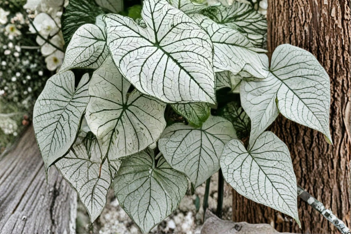 Snow White Caladium Bulbs – Bright White Foliage, Green Edging, Shade Garden, Container Plant, Caladium perennials