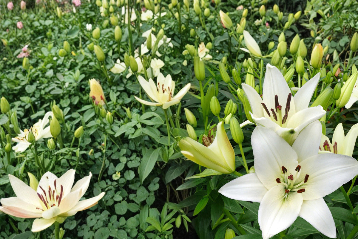 Navona White Asiatic Lily Bulbs – Lilium asiatica, 5 Bulbs, White Flowers, Hardy Perennial for Garden Beds & Borders