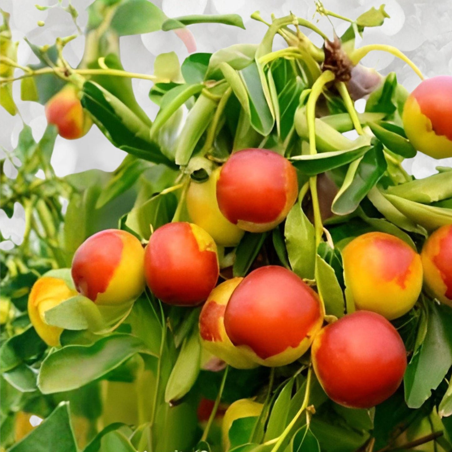 Jujube Cuttings Sherwood Variety – Chinese Red Date Grafting Wood, Ziziphus jujuba, Fruit Tree Propagation