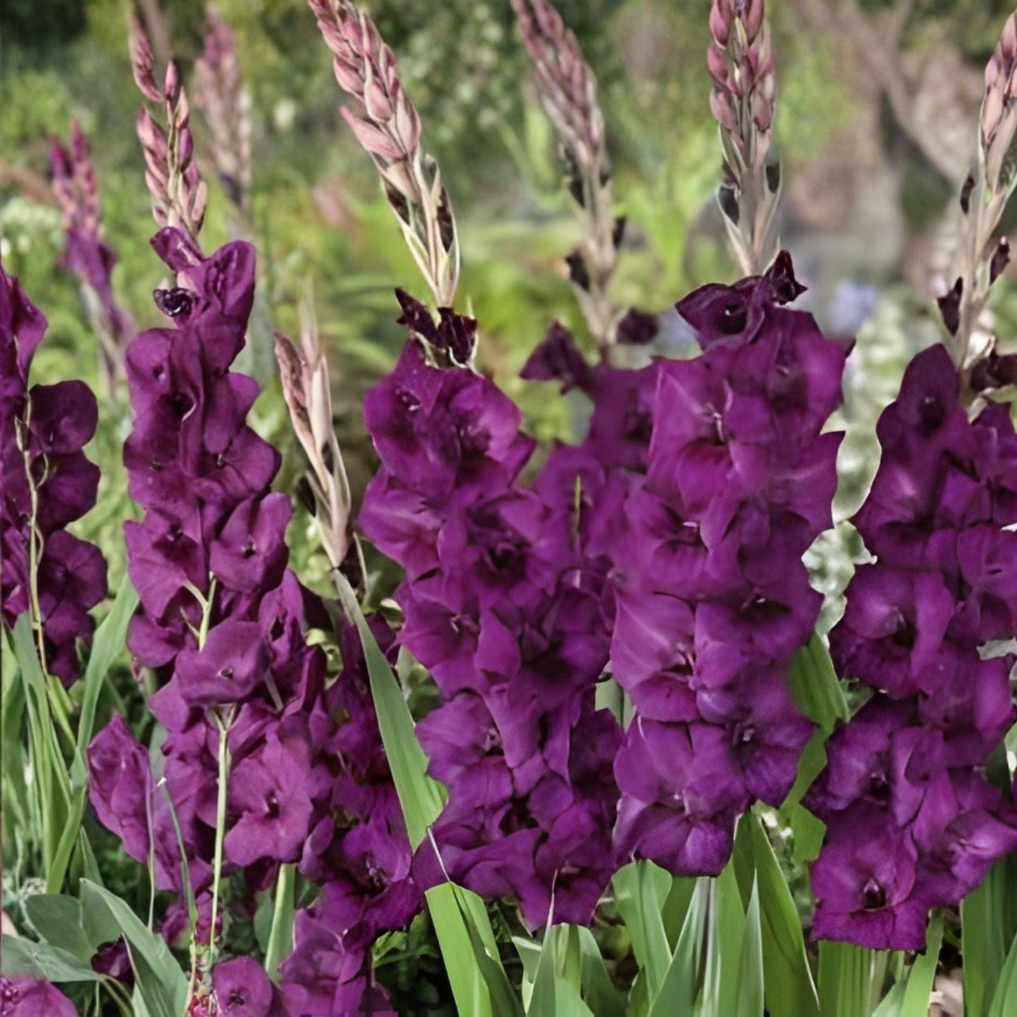 Gladiolus Purple Flora Bulbs – Tall Sword Lily, Perennial Flower, Spring Summer Blooms, Garden Ornamental, Cut Flower Arrangement