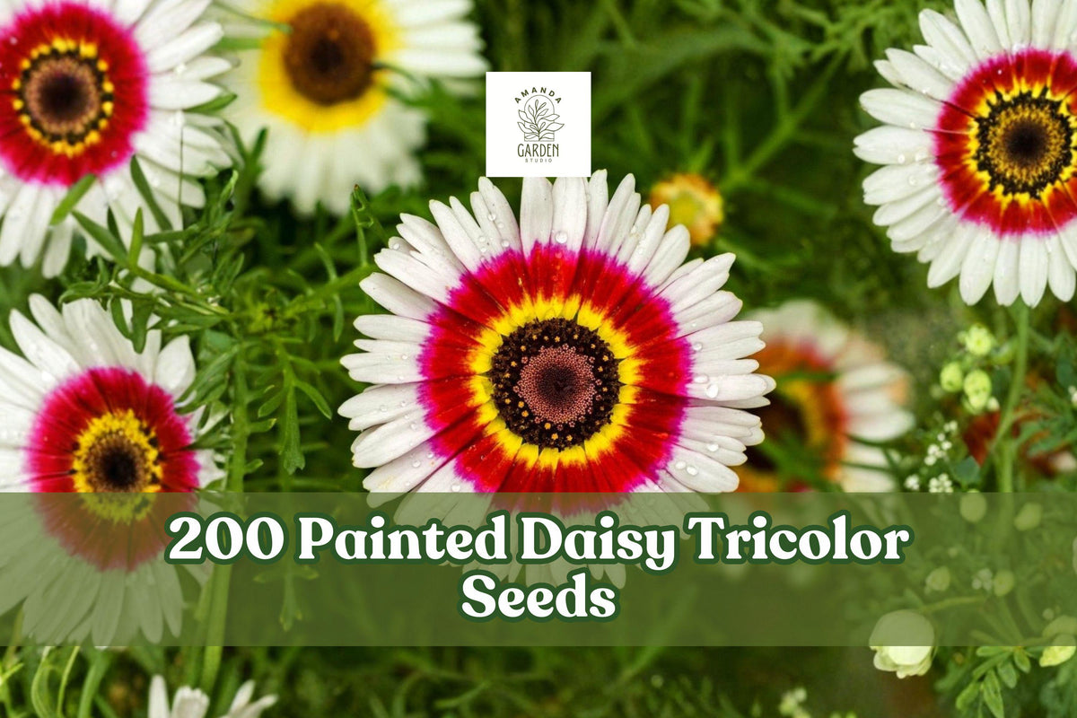200+ Painted Daisy Tricolor Seeds | Chrysanthemum carinatum | Bright Red, Yellow & White Annual Flower for Garden Beds & Borders
