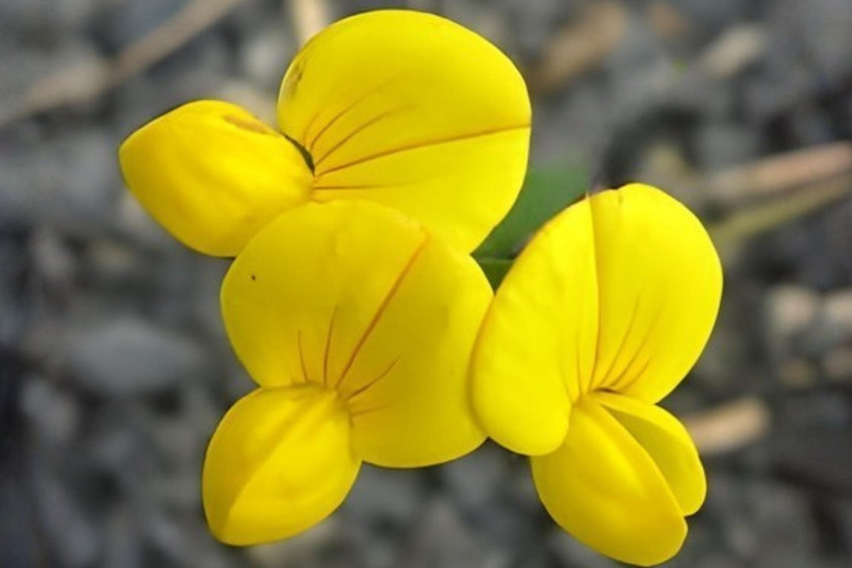 Bird’s Foot Trefoil Seeds (100) | Lotus corniculatus for Pollinators, Soil Improvement, Drought Tolerant, Meadow & Lawn Planting