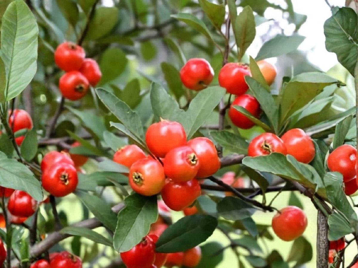 Live Mayhaw Plants - Bare Root 6 Inch Edible Fruit Hawthorn Tree Saplings Crataegus aestivalis