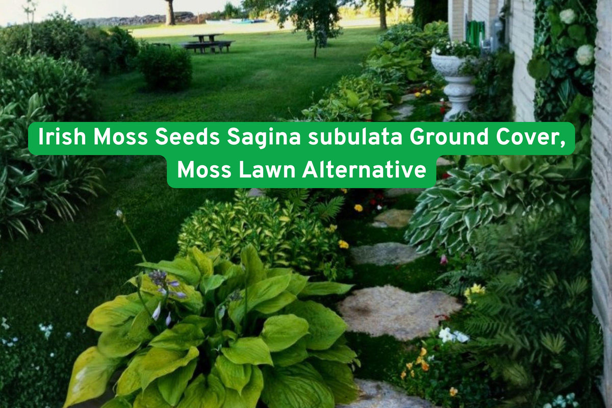 Irish Moss Seeds Sagina subulata Ground Cover - Low-Growing Moss Lawn Alternative for Pathways & Gardens