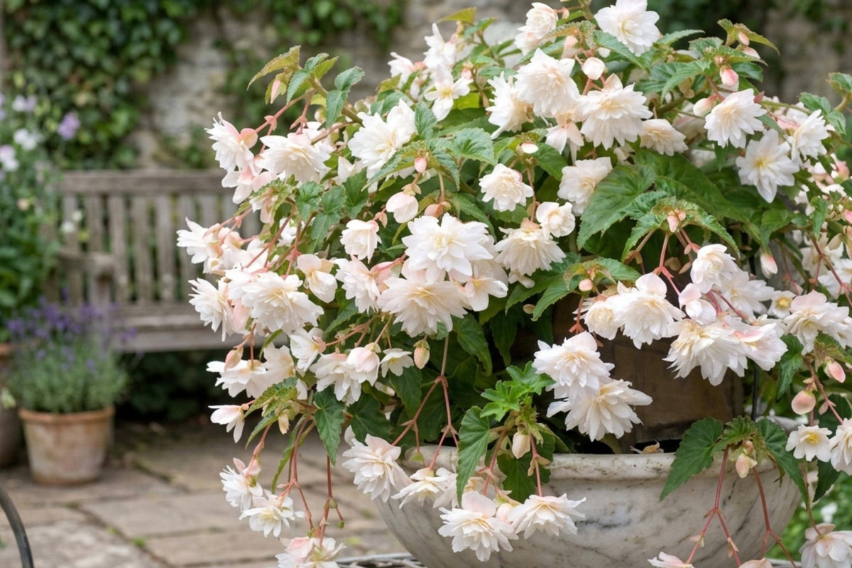 White Hibiscus Seeds - Double Bloom Variety for Summer Gardens - Hibiscus rosa-sinensis - Tropical Flowering Shrub