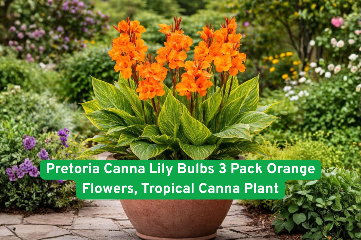Pretoria Canna Lily Bulbs 3 Pack | Vibrant Orange Flowers & Striped Foliage | Tropical Canna indica Plant for Garden & Containers