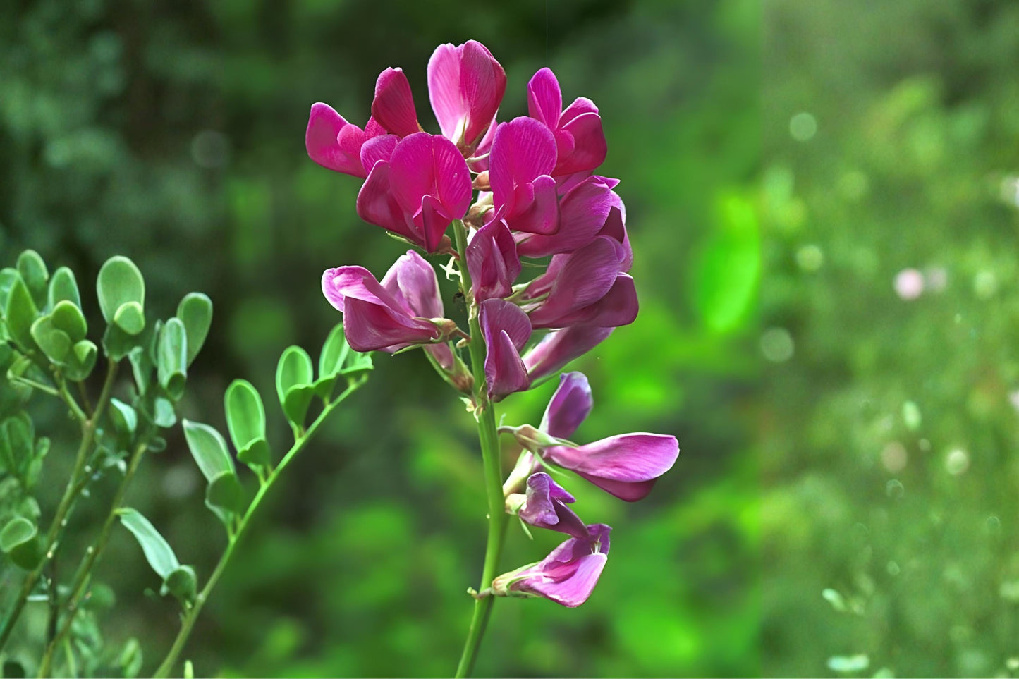 Utah Sweetvetch Seeds 25 | Native Hedysarum boreale Wildflower for Xeriscape, Prairie & Pollinator Gardens