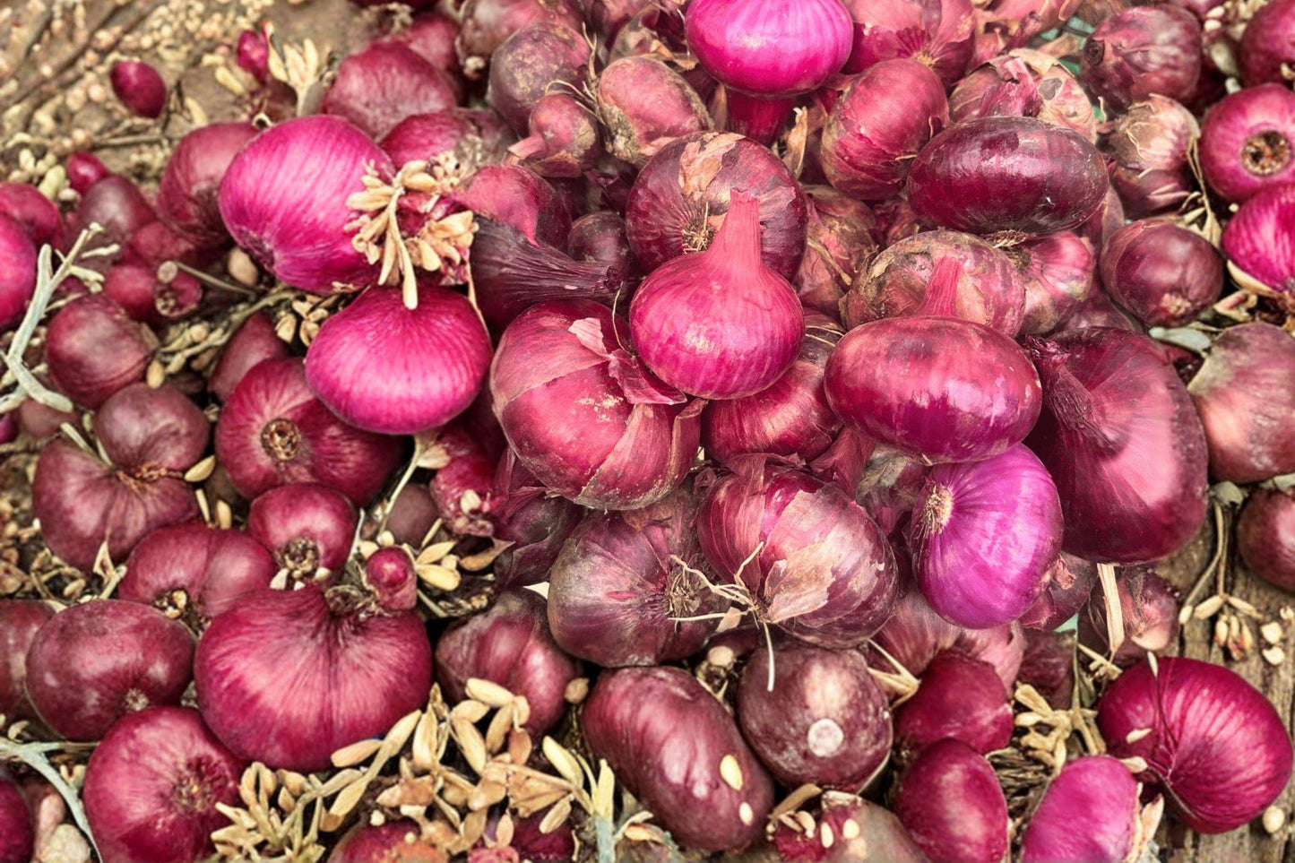 Red Cipollini Onion Seeds - Heirloom Italian Gourmet Variety, Sweet Flat Onion, High Yield Vegetable, 250 Seeds