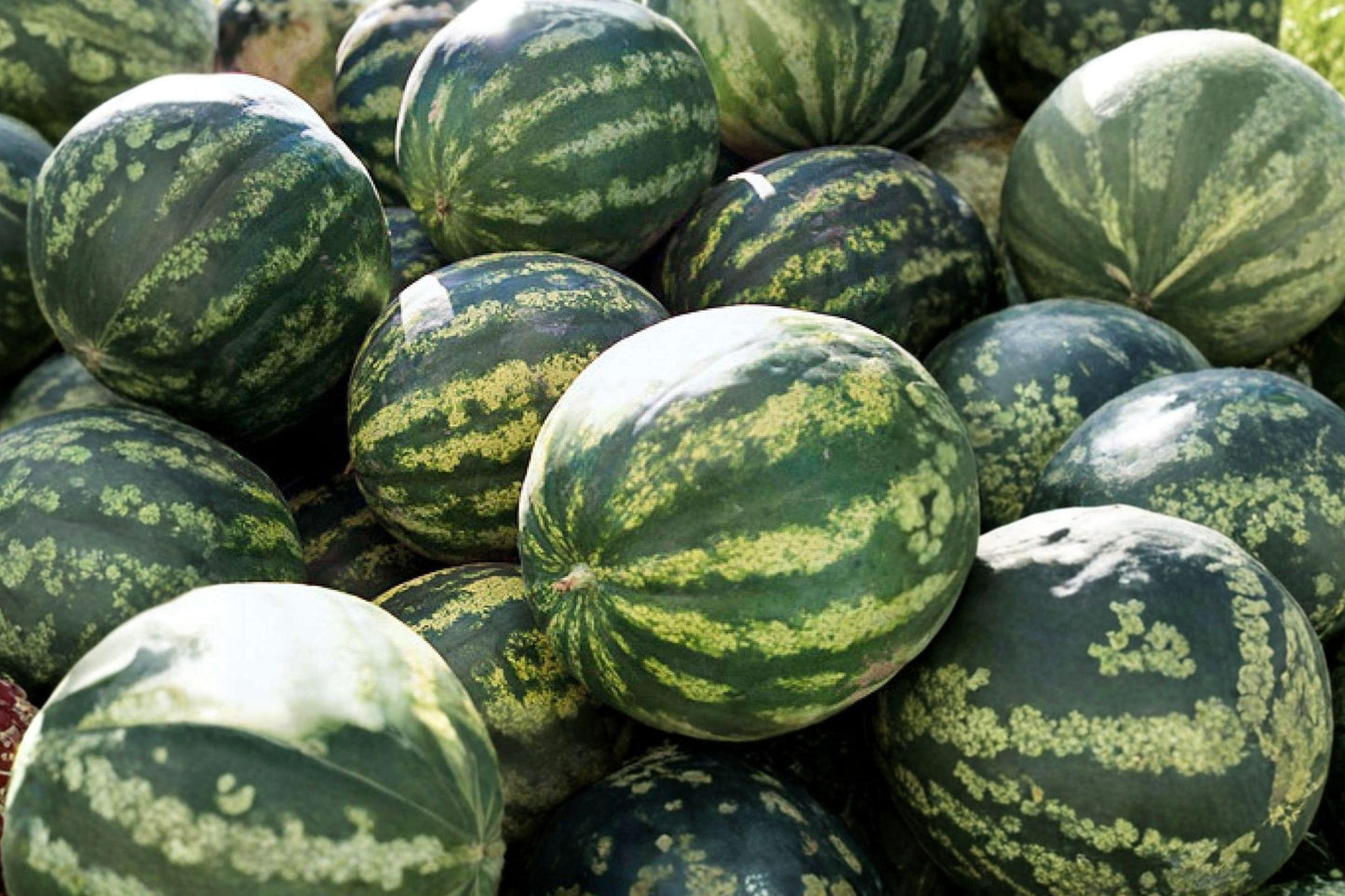 Crimson Sweet Watermelon Seeds - Heirloom Organic Non-GMO Garden Seeds for Juicy, Sweet Fruit