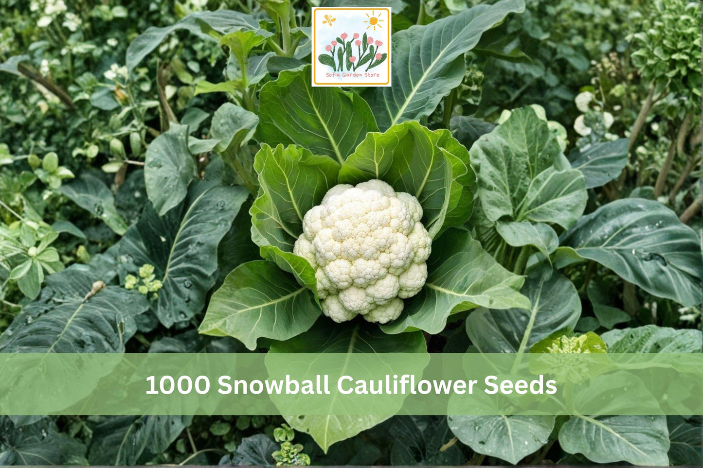 Snowball Cauliflower Seeds, Heirloom Brassica oleracea, White Heads, Cool-Season Vegetable, Garden Seeds, 1000+ Seeds
