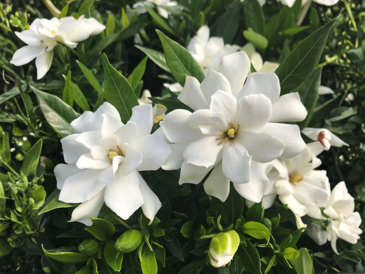 2 Fragrant White Gardenia Jasminoides Shrub - Rooted Live Plants, Evergreen Flowering, White Fragrant Blooms, Gardenia, Cape Jasmine