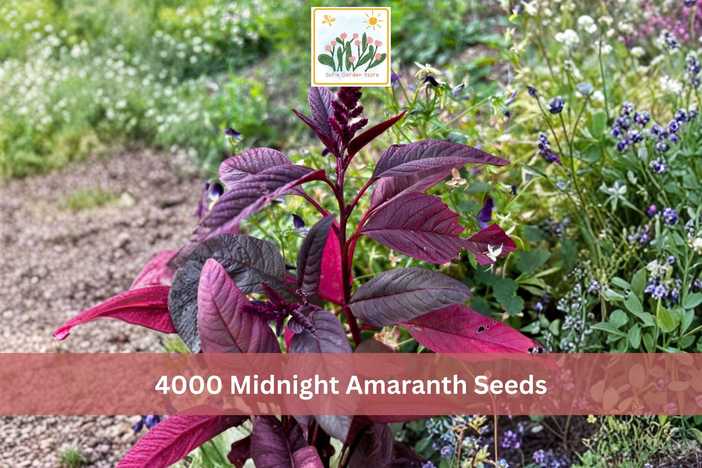 Red Leaf Amaranth Seeds – 4000+ for Edible Greens & Ornamental Gardens, Amaranthus spp.