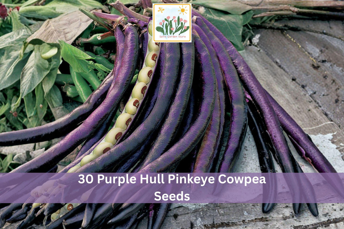 30+ Purple Hull Pinkeye Cowpea Seeds | Vigna unguiculata Legume for Garden, Outdoor, Warm-Season Crop