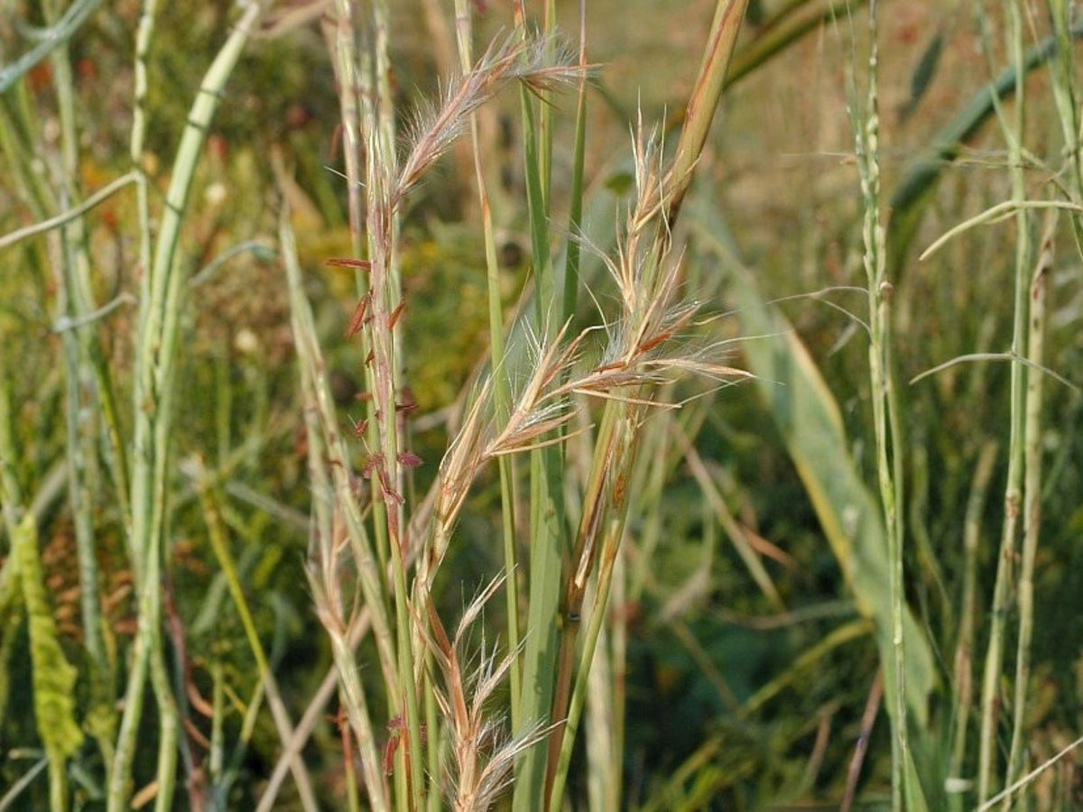 Schizachyrium scoparium Little Bluestem Native Prairie Grass Seeds – Heirloom, Non-GMO, Ornamental Garden Plant, Drought Tolerant