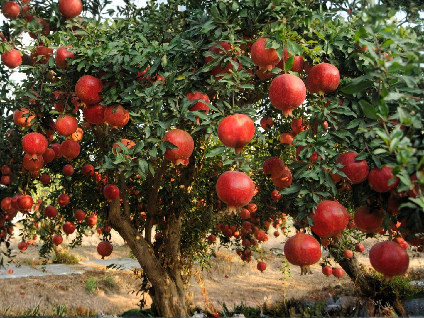 Pomegranate Fruit Tree Sapling, Bare Root, 2 Ft Tall, Punica granatum 'Wonderful' - Edible & Ornamental Garden Plant