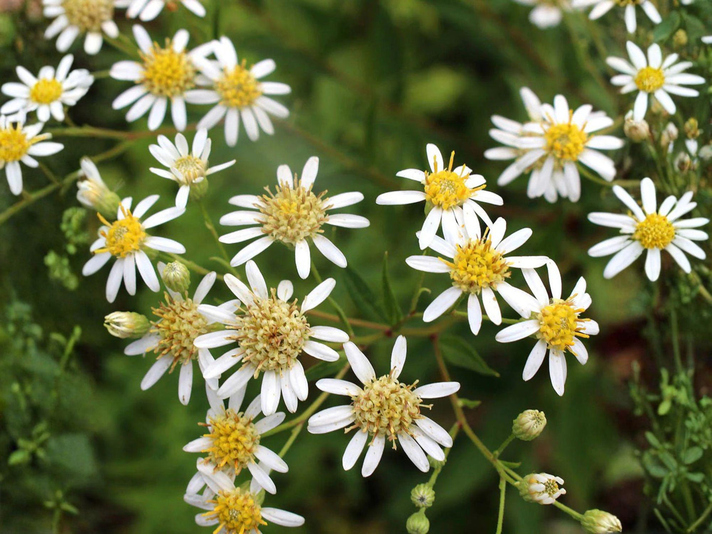 Doellingeria umbellata Seeds – Heirloom Native White Aster Pollinator Wildflower for Garden, Perennial, Open-Pollinated