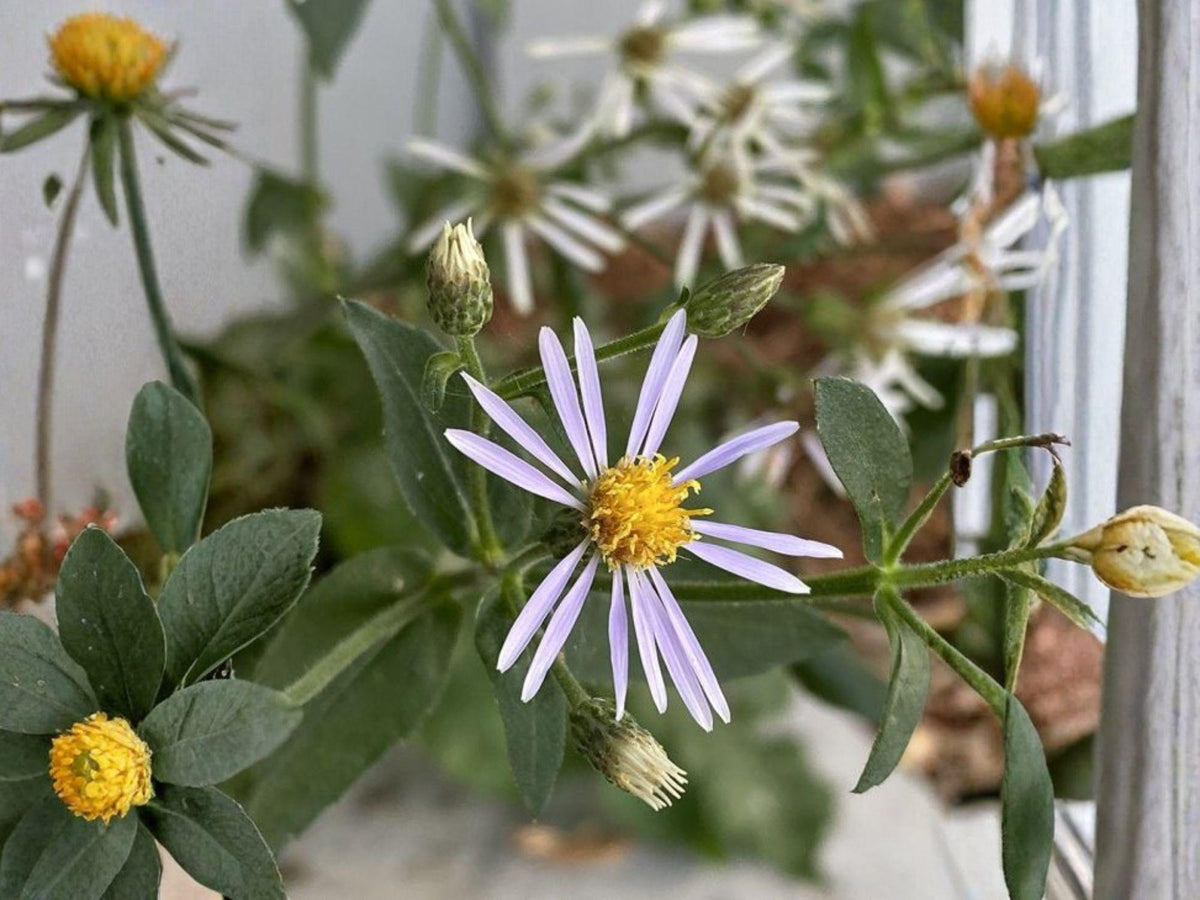 Eurybia macrophylla Seeds – Big-Leaved Aster, Native Shade Wildflower, Pollinator Garden Plant, Heirloom, Non-GMO
