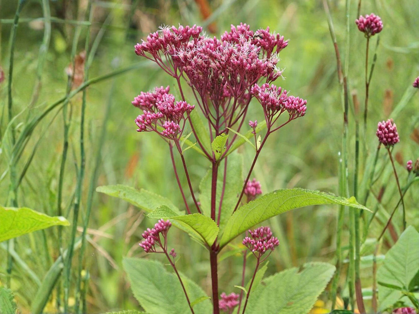 Eutrochium maculatum Joe Pye Weed Seeds – Pink Pollinator Native Perennial Wildflower for Garden, 100 Seeds