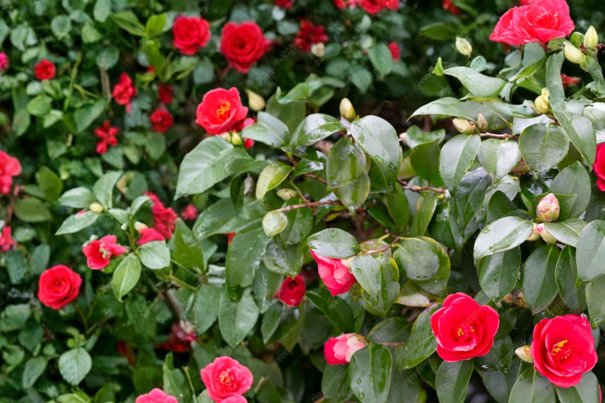 Japanese Camellia Seeds – Camellia japonica, Evergreen Flowering Shrub, Partial Shade Garden Plant, 5 Seeds