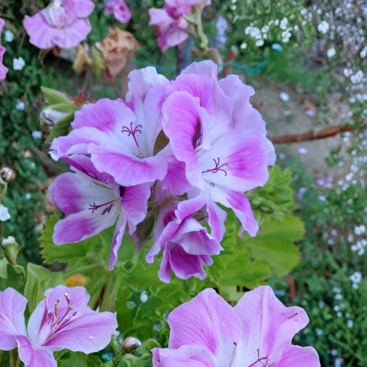 Purple White Regal Geranium Cuttings – Pelargonium regal, Orchid-Like Blooms, Container Starter Plant, Unrooted Live Cuttings