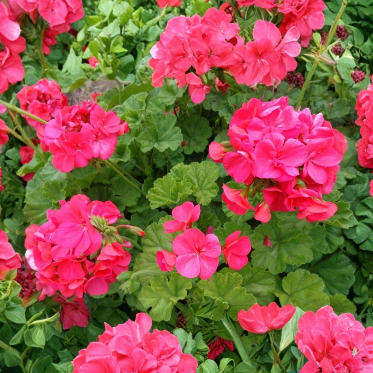 Pelargonium hortorum Red Orange Geranium Unrooted Cuttings - 5 Live Starter Plants for Containers & Garden
