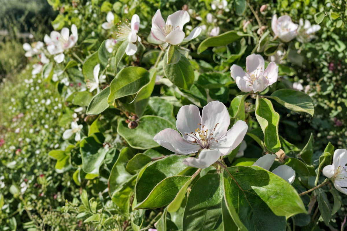 Pink Flowering Quince Bare Root Plant – Cydonia oblonga, Fruit Tree, Edible & Ornamental, Early Blooming, USDA Zones 5-9