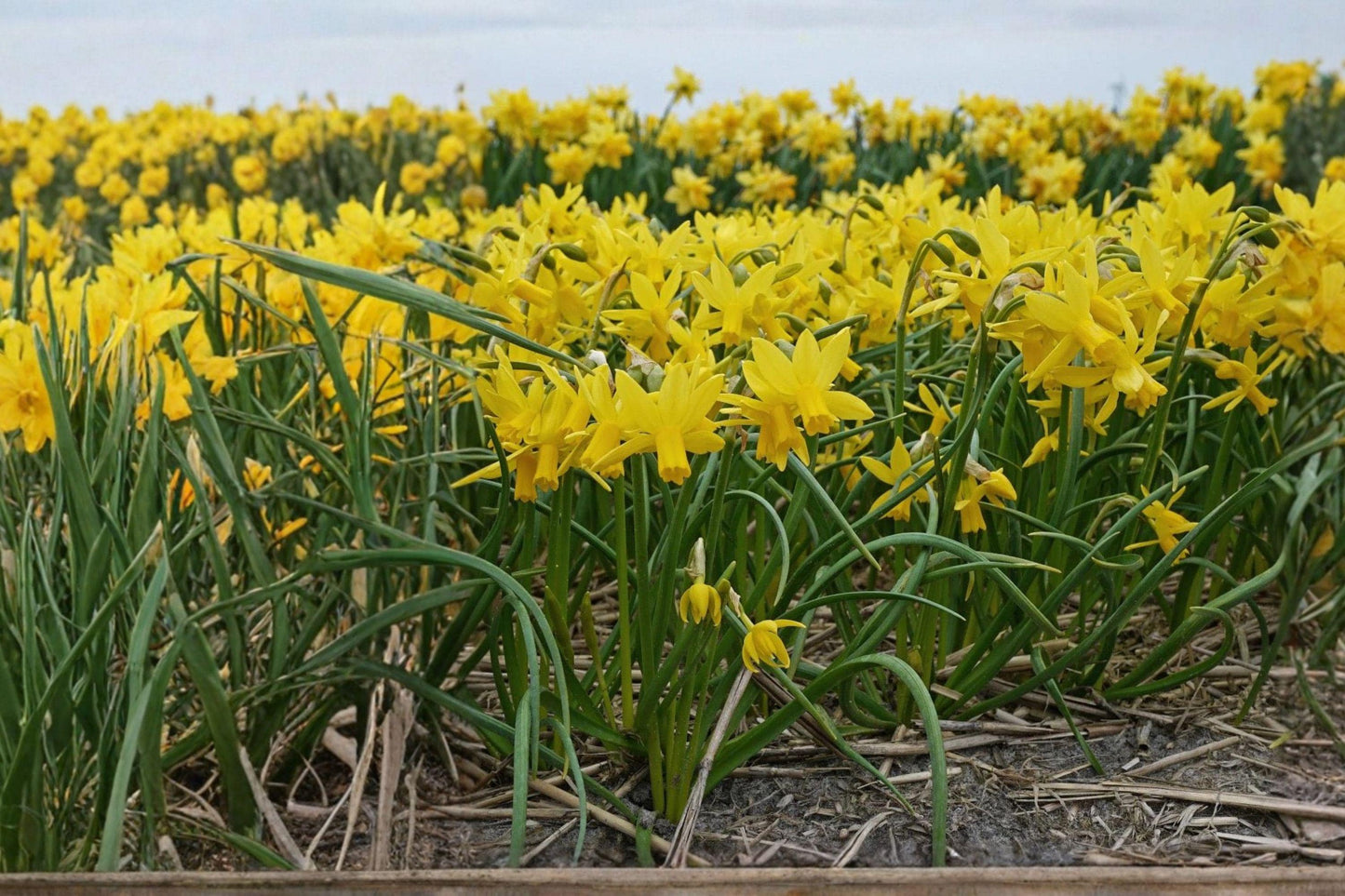 February Gold Daffodil Bulbs – Narcissus, Bright Yellow, Early Blooming, Spring Flowering, Perennial Bulb, 20 Pack