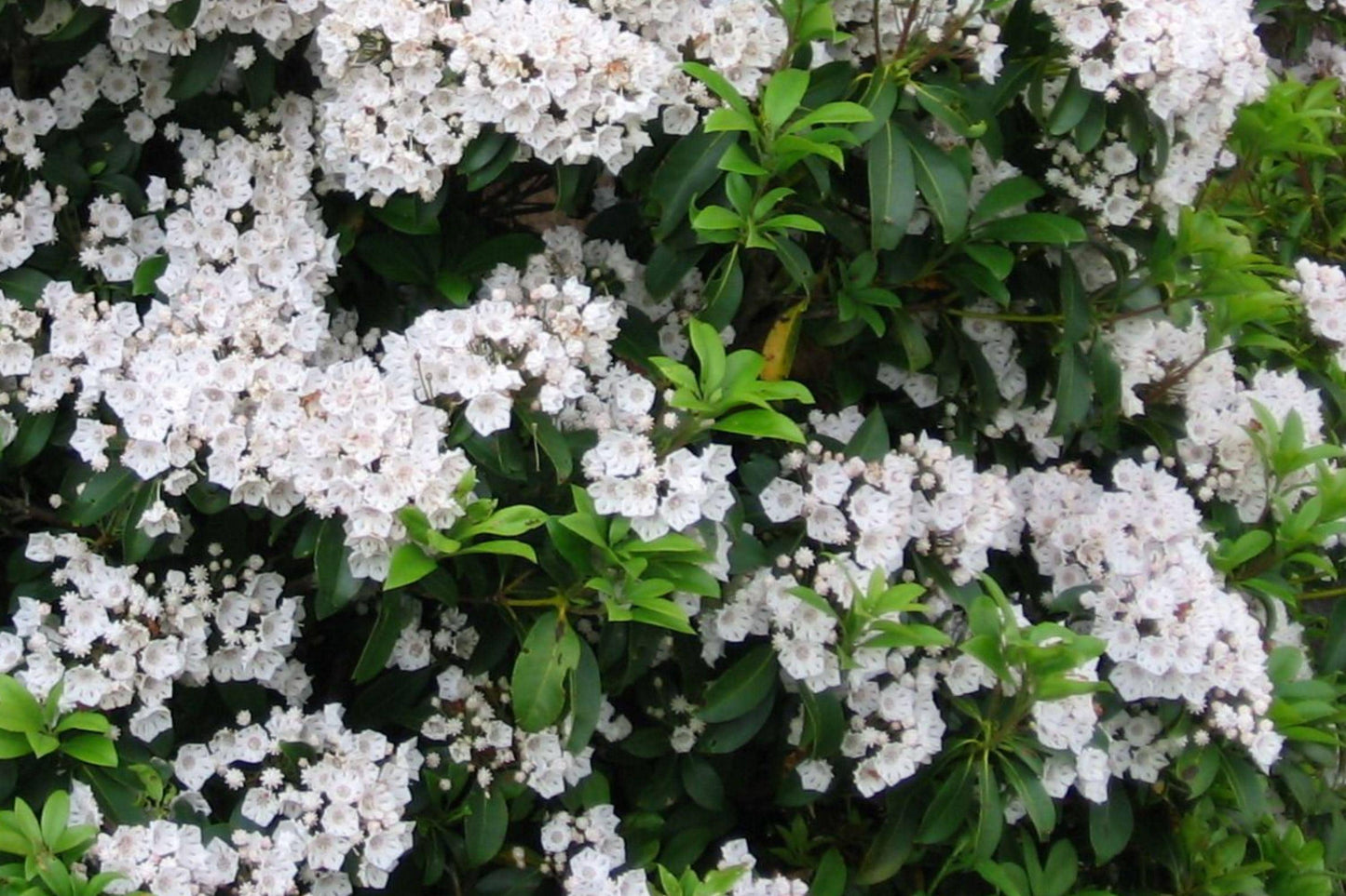 White Mountain Laurel Bare Root Plant – Kalmia latifolia Evergreen Shrub for Shade Gardens
