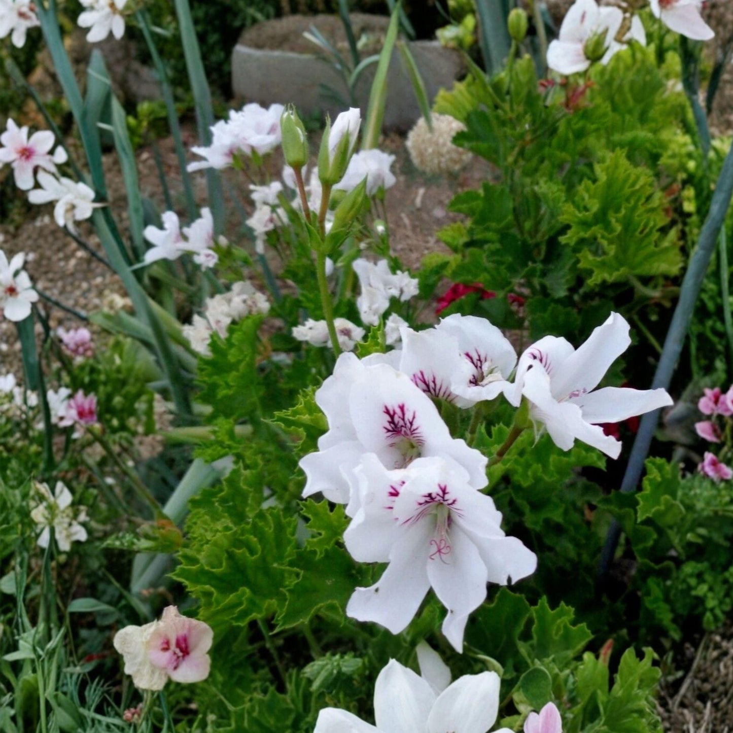 White Purple Regal Geranium Cuttings – Pelargonium regal, Orchid-like Blooms, Container Starter Plants, 3 Live Unrooted Cuttings