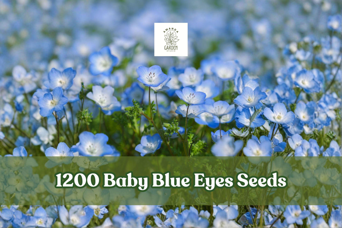 Baby Blue Eyes Seeds - Nemophila Menziesii Wildflower Ground Cover, Blue Blooms, Annual, 1200+ Seeds