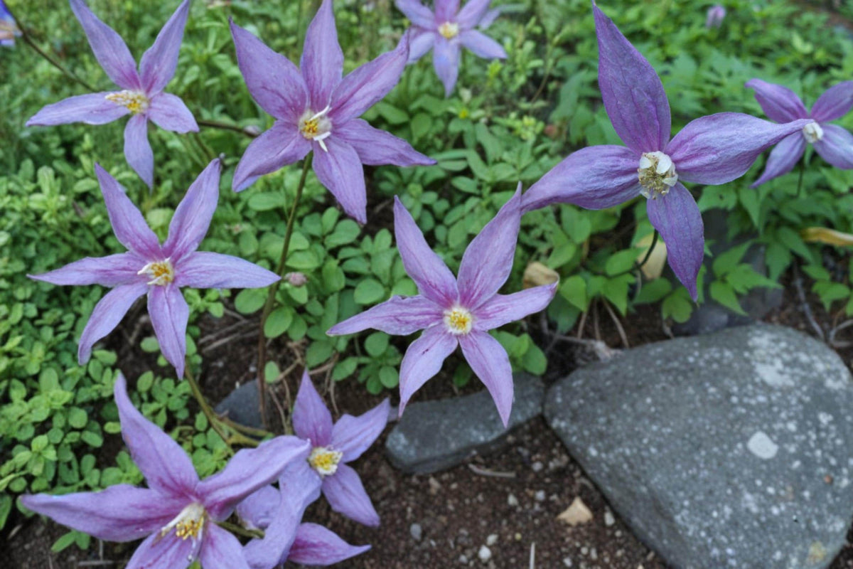 Purple Clematis Seeds – Climbing Perennial Vine for Trellises & Gardens – Clematis occidentalis
