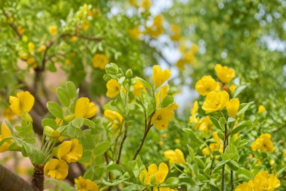 Siberian Peashrub Seeds – Caragana arborescens – Hardy Shrub for Hedging, Windbreaks, Yellow Flowers, Cold Climate Plant