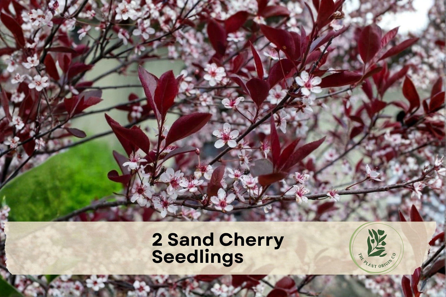 Sand Cherry Seedlings - Live Prunus spp. Shrubs for Landscaping, Borders, Sandy Soils, Full Sun
