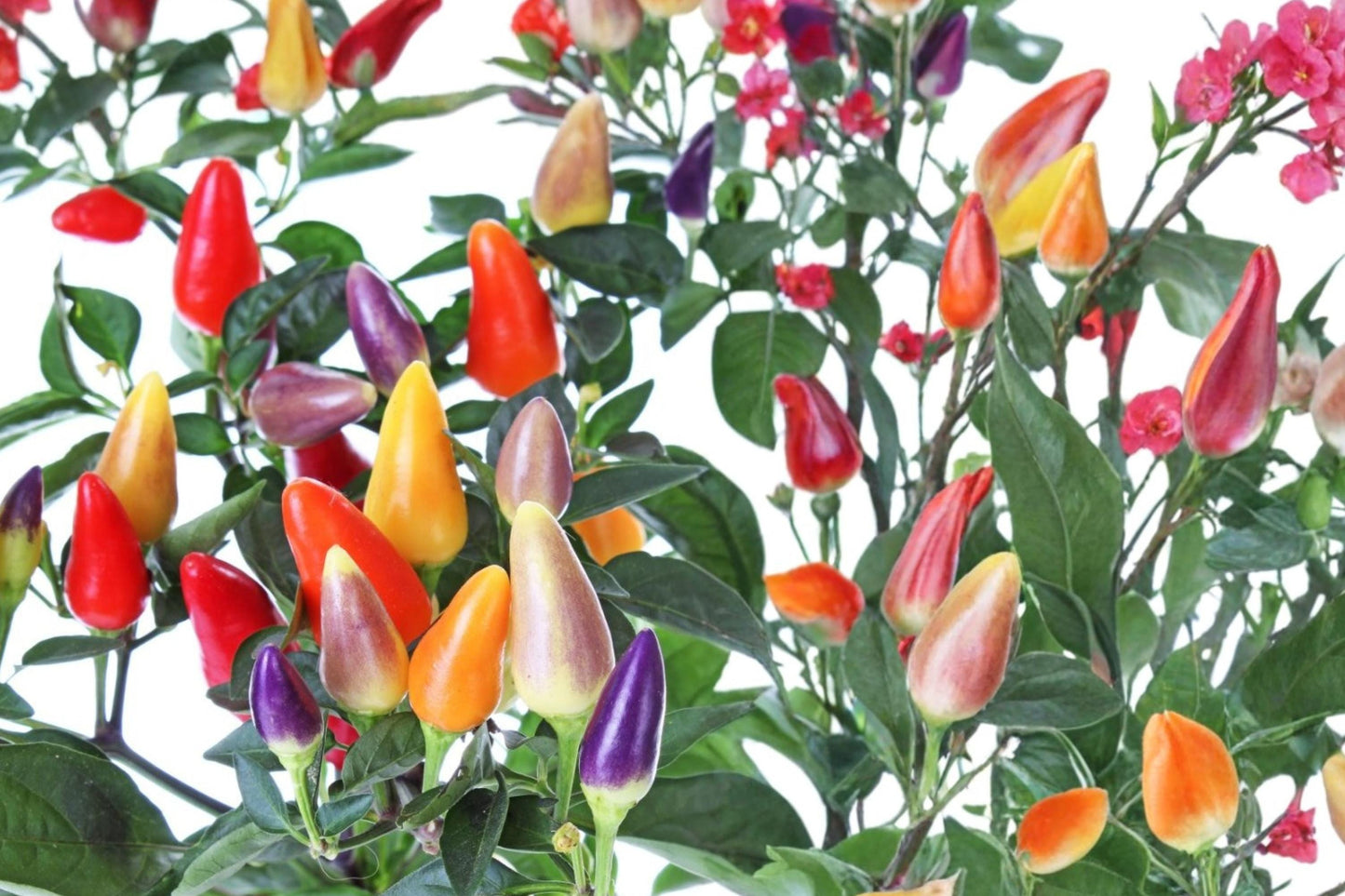 5 Color Pepper Seeds – Capsicum annuum, Multicolor Ornamental and Edible Small Peppers, Garden and Container Plant