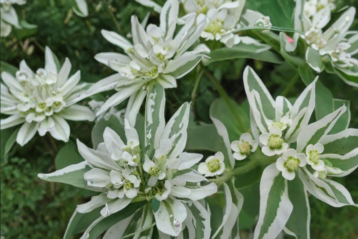 Mountain Snow Flower Seeds – Euphorbia marginata, Variegated Foliage, Ornamental Annual for Garden Borders and Beds