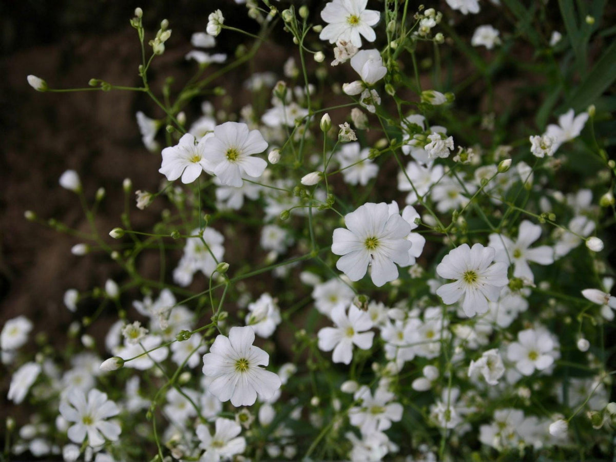 Baby’s Breath Covent Garden White Seeds | Gypsophila elegans, White Flowers, Annual Garden Plant, 100 Seeds
