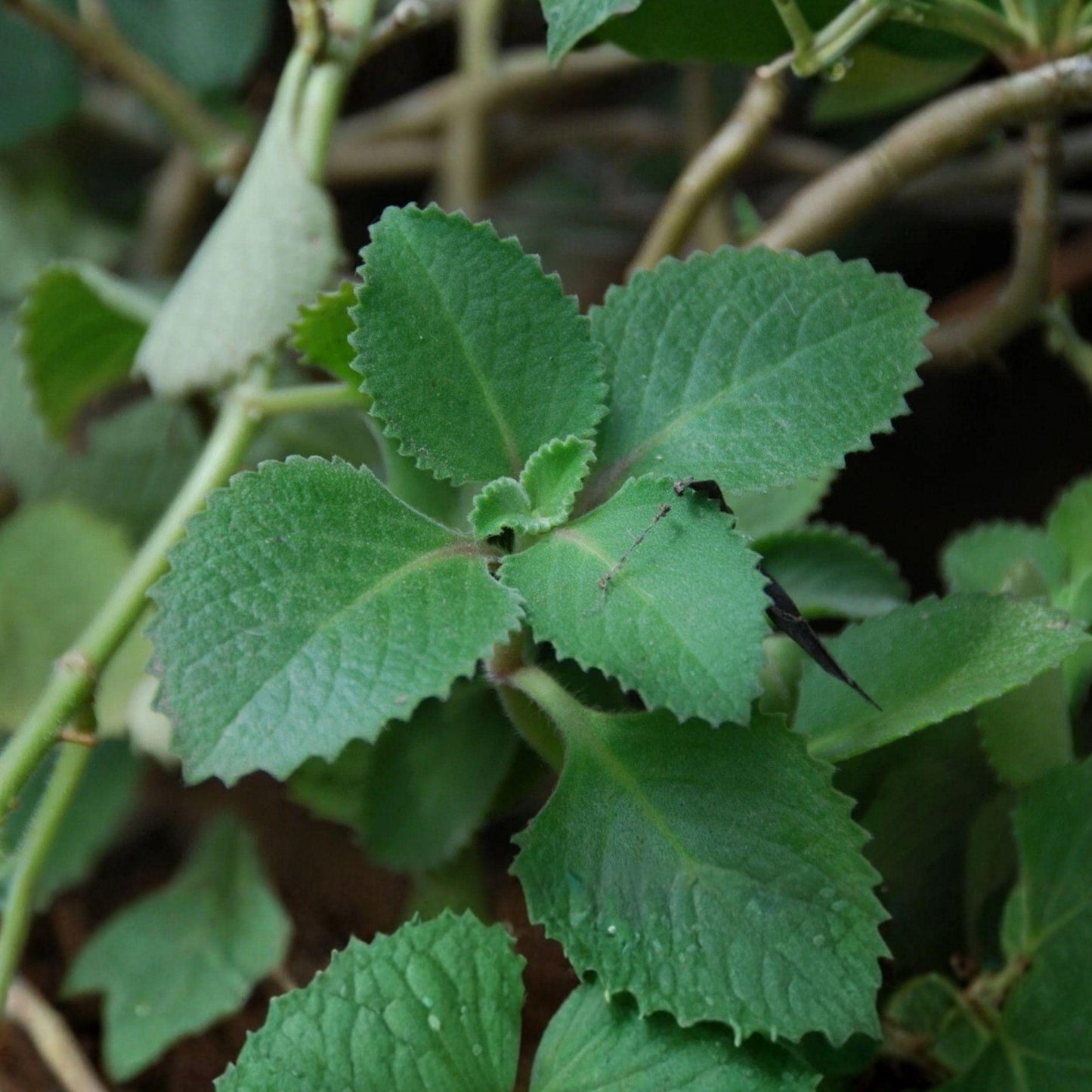 Cuban Oregano Starter Plant 4-8 Inches, Aromatic Herb for Cooking & Houseplant, Puerto Rican Oregano, Rooted Live Plant