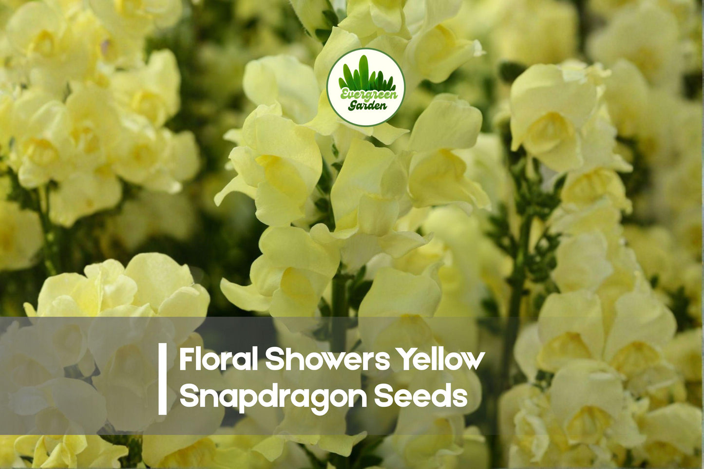 1000 Floral Showers Yellow Snapdragon Seeds, Antirrhinum majus, Bright Yellow, Compact Annual for Borders & Containers
