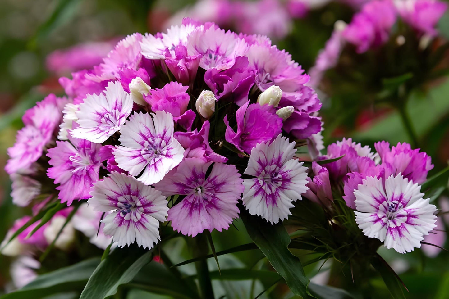 Sweet William Seeds 100 Dianthus barbatus Cottage Garden Fragrant Blooms for Borders & Cut Flowers