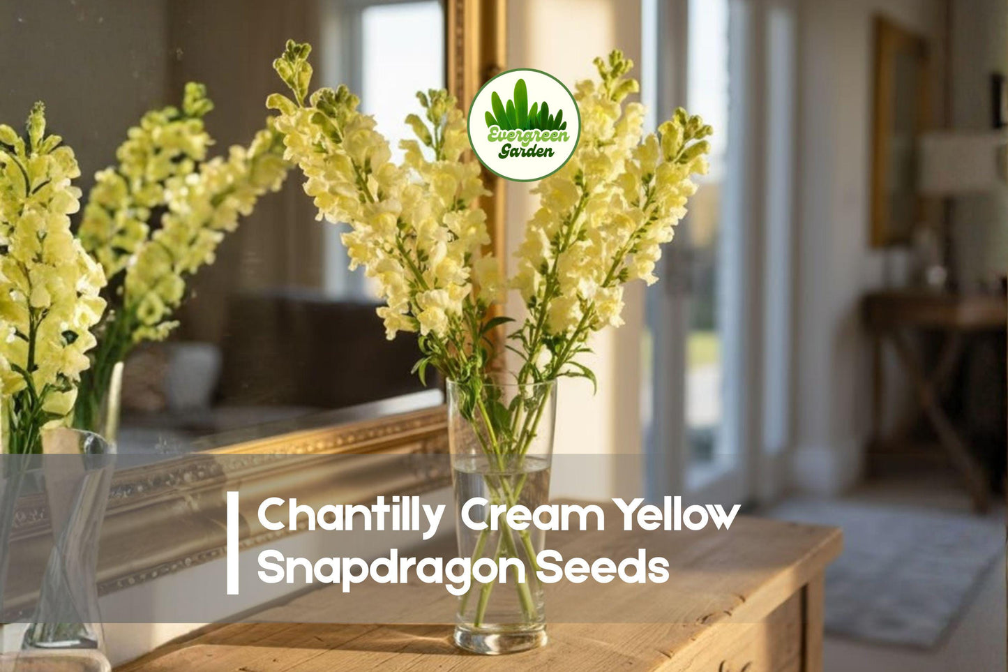 1000 Chantilly Cream Yellow Snapdragon Seeds | Antirrhinum majus | Tall Annual Flowers for Cut-Flowers, Borders, Cottage Gardens