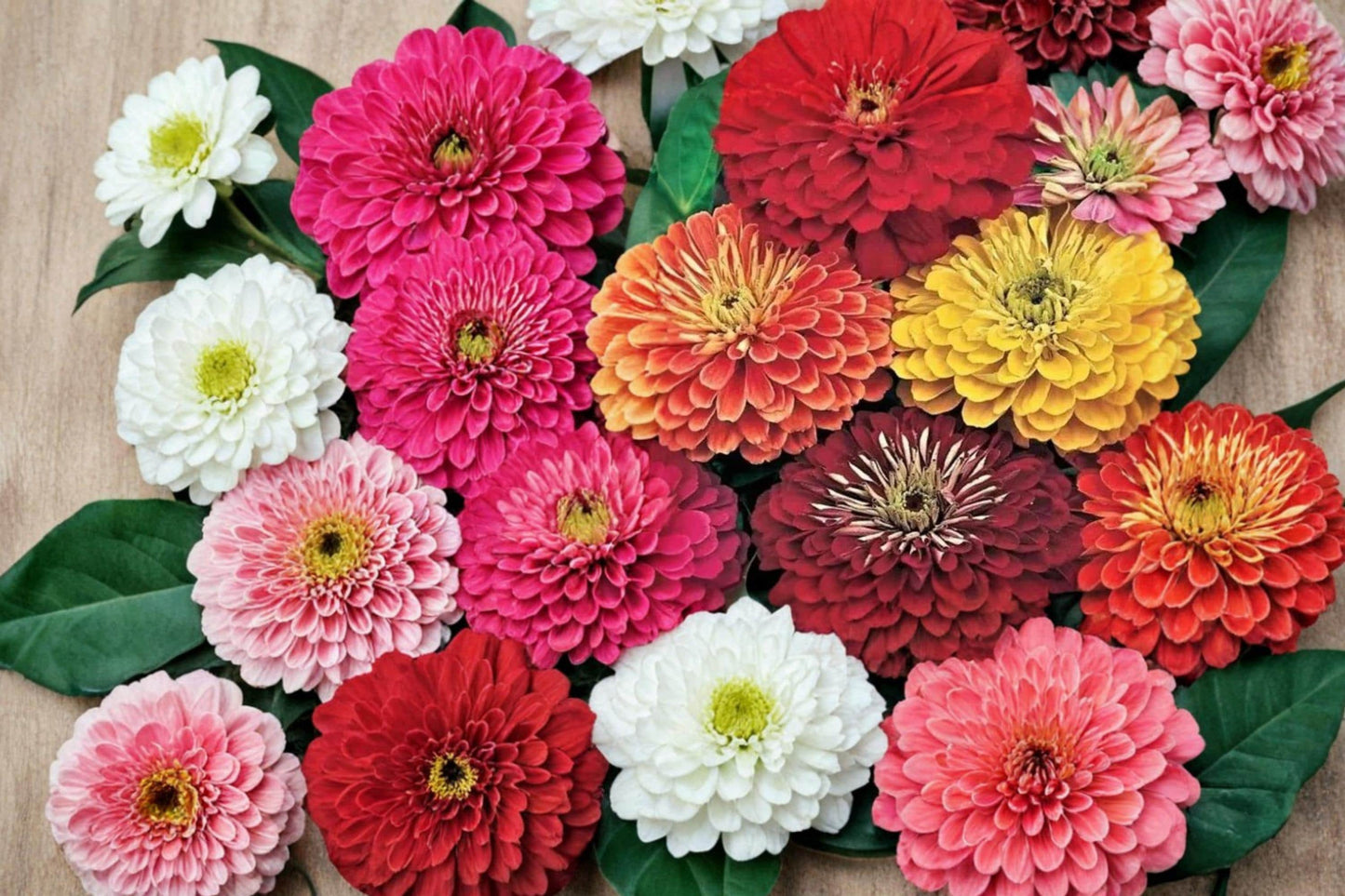 California Giant Zinnia Seeds – 250 Mixed Color Flower Seeds for Garden Beds & Containers – Zinnia elegans