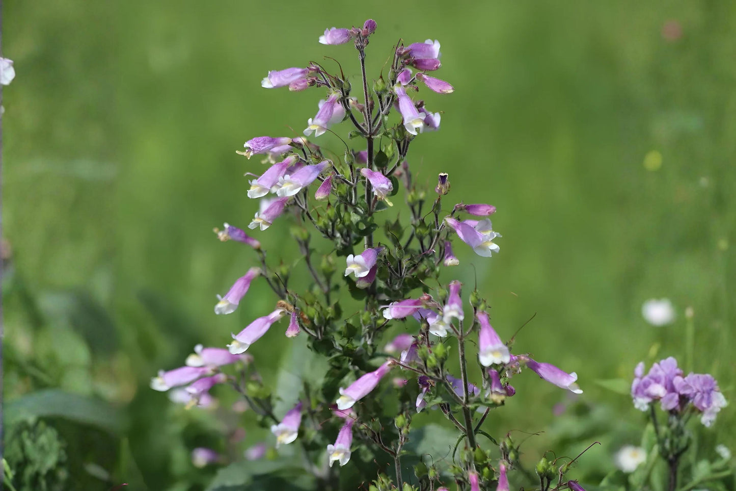 Hairy Beardtongue Seeds (Penstemon hirsutus) - Native Wildflower for Pollinators, Drought Tolerant, Easy to Grow, 100 Seeds