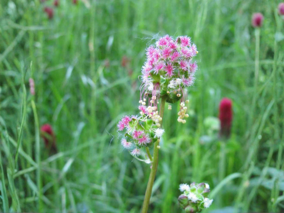 Small Burnet Seeds – Heirloom Non-GMO Culinary Herb Garden Plant – Sanguisorba minor, Hardy Perennial Herb, Open-Pollinated